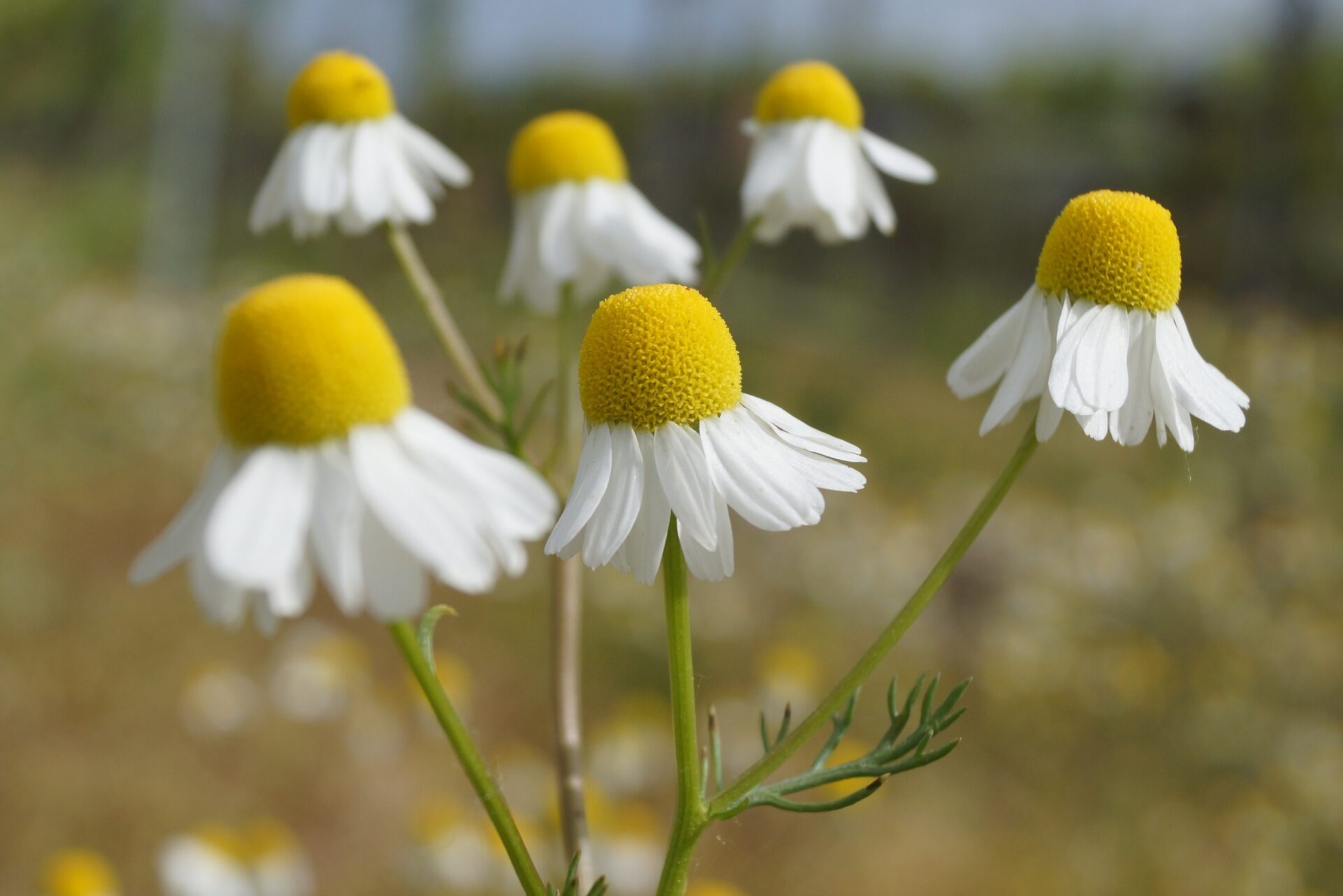 Chamomile
